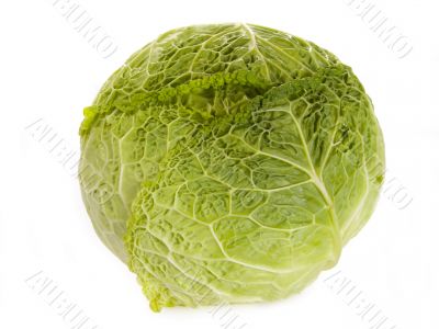 Savoy cabbage