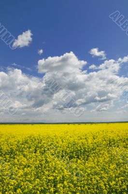 Yellow Meadow Flowers