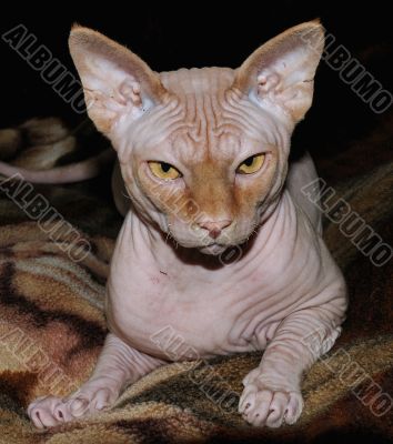 Sphinx