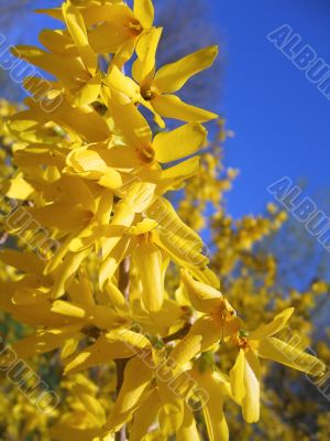 blooming forsythia