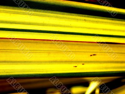 Lines