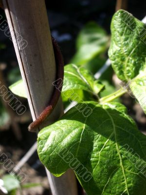Runner Bean Plant Leaf