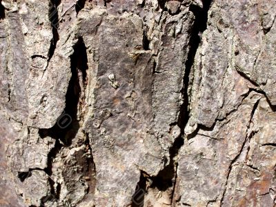 Tree Bark
