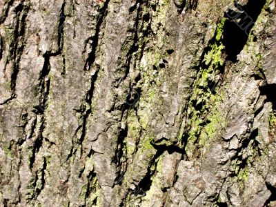 Tree Bark