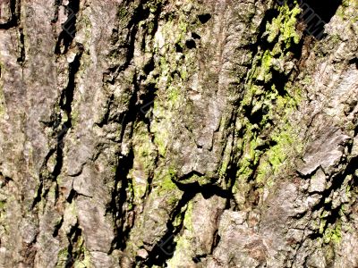 Tree Bark