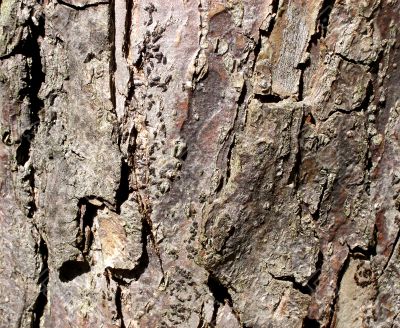 Tree Bark