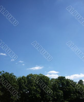 Trees And Sky