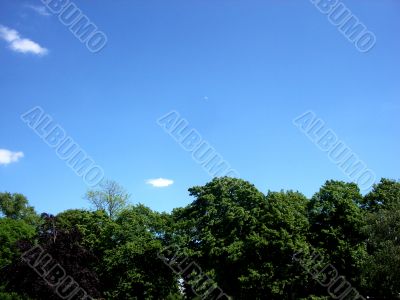 Trees And Sky