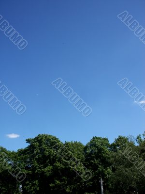 Trees And Sky