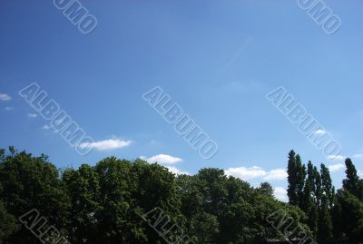 Trees And Sky