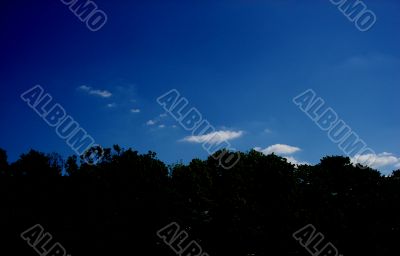 Trees And Sky