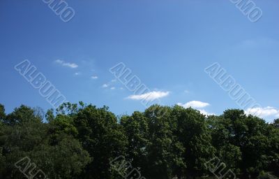 Trees And Sky