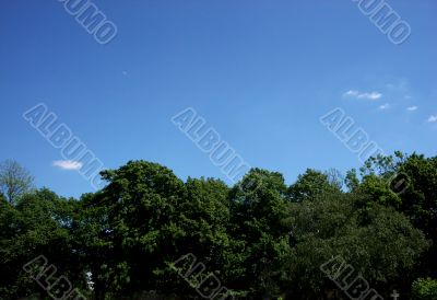 Trees And Sky
