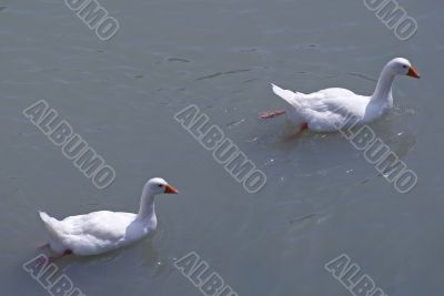 Two geese in the river