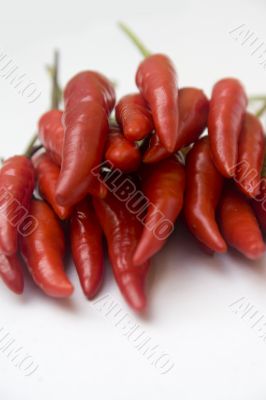 Chili  peppers against white background