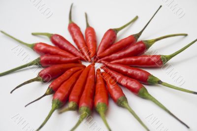 Chili  peppers against white background