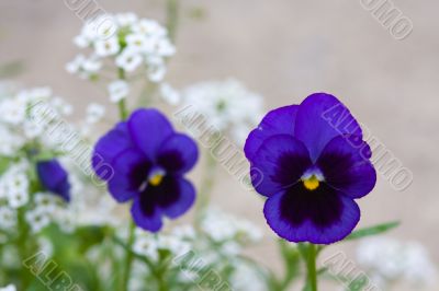 Violet and white