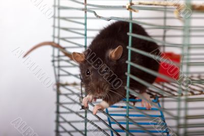 rat in a cage