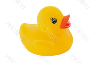 Yellow plastic duck
