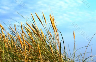 sunlit rushes moved by wind