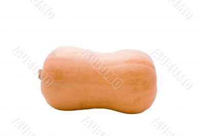 Butternut Pumpkin