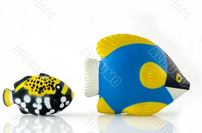 Tropical fishes