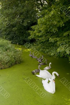 Swan family