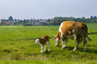 Cow with calve