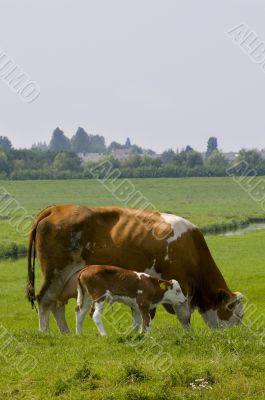 Cow with calve