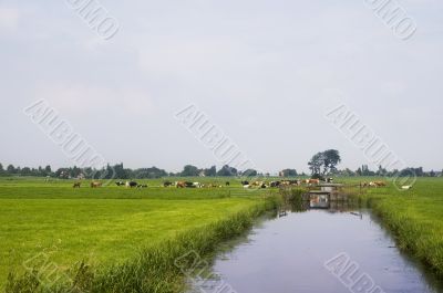 Dutch meadows