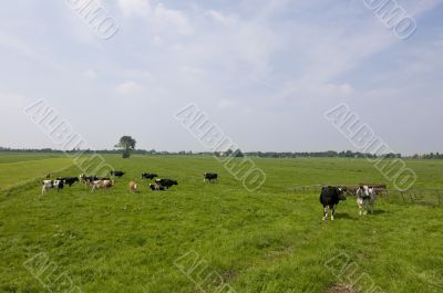Koeien in Hollands landschap