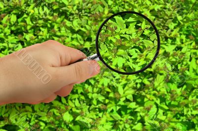 plant inspection