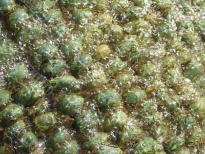 abstract green pebbles with water