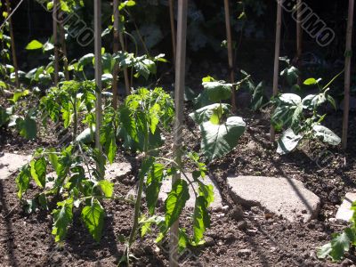 Runner Bean Plants