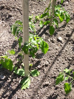 Runner Bean Plants