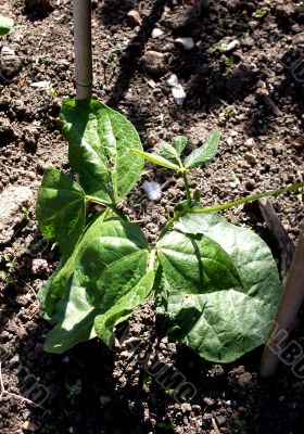 Runner Bean Plants