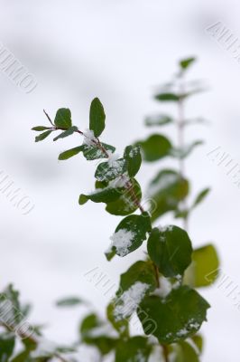 first snow on green branches