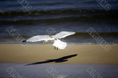 Seagull