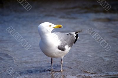 Seagull