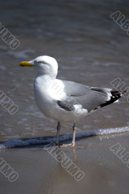 Seagull