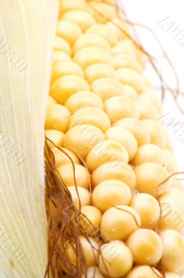 Raw corn close up