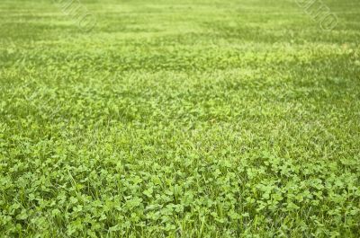 Carpet of clover