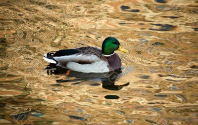 duck in bright water
