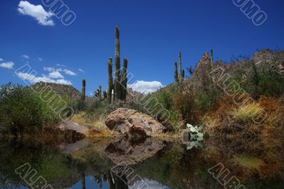 Desert Reflections