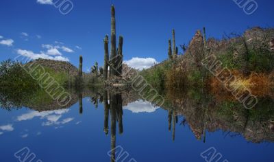 Desert Reflections