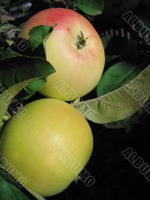 Apples