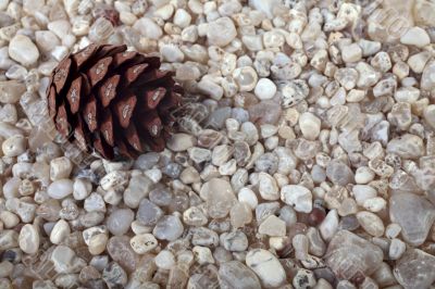 2008-08-29-Cedar-cone-IMG_1037