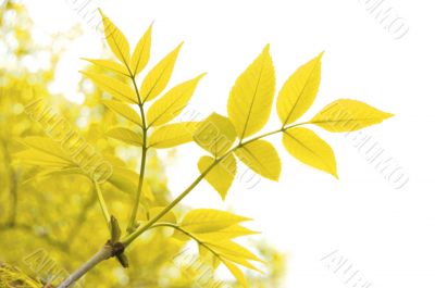 Yellows