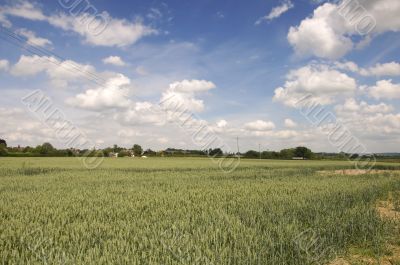 Wheat field