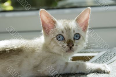 Kitten
